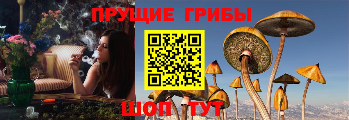 Похвистнево  Галлюциногенные грибы Cubensis  Вход с VPN  Псилоцибиновые грибы Cubensis 